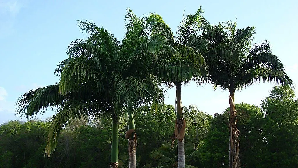 Palm'Studio Anse De Caritan Sainte-Anne 0*,